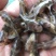 黄骨鱼黄辣丁鱼苗,快大抗病毒,已杀菌,消毒,大量有货