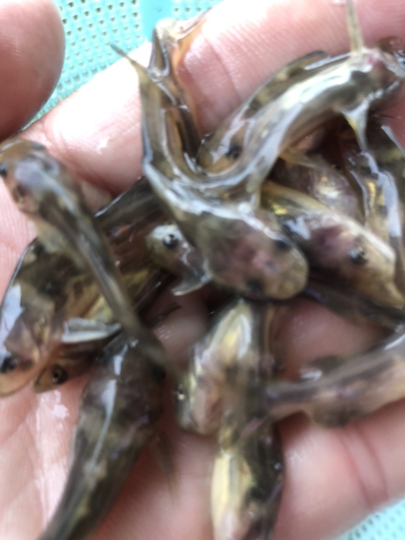 黄骨鱼黄辣丁鱼苗，快大抗病毒，已杀菌，消毒，大量有货