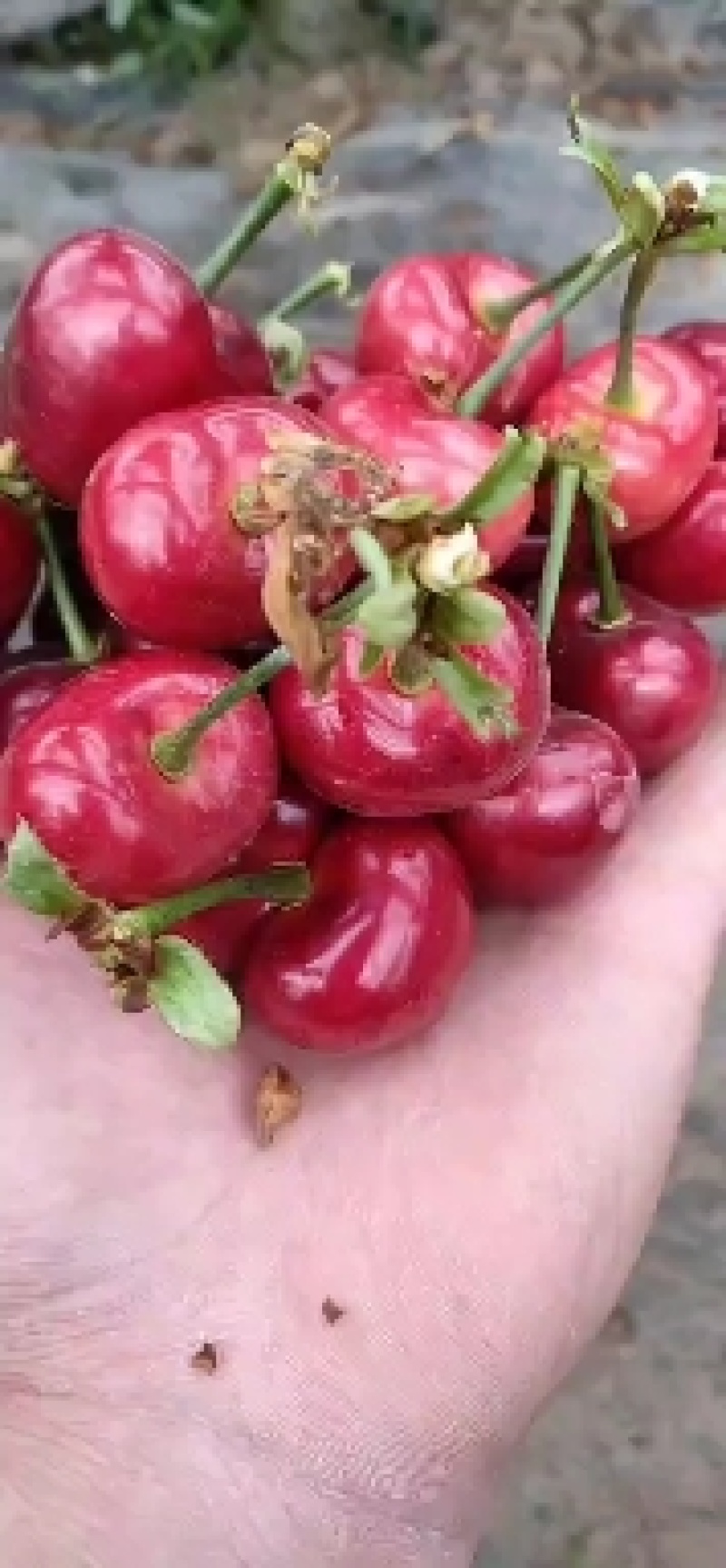 山东大樱桃