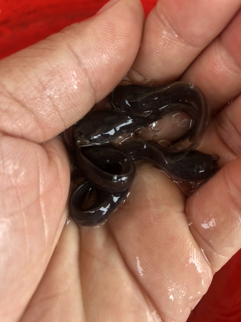 塘鲺正宗埃及大口鲶超大品种鲶鱼大种塘角鱼苗种
