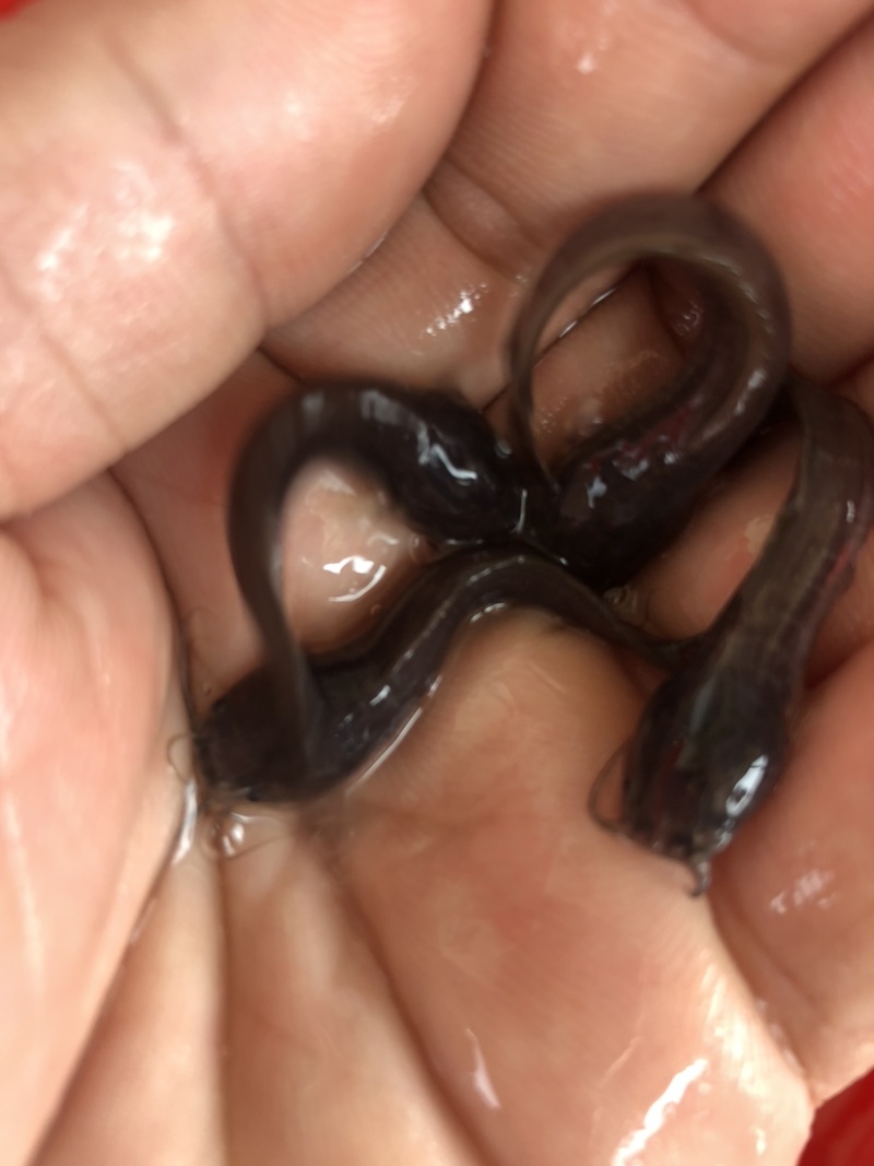 塘鲺正宗埃及大口鲶超大品种鲶鱼大种塘角鱼苗种