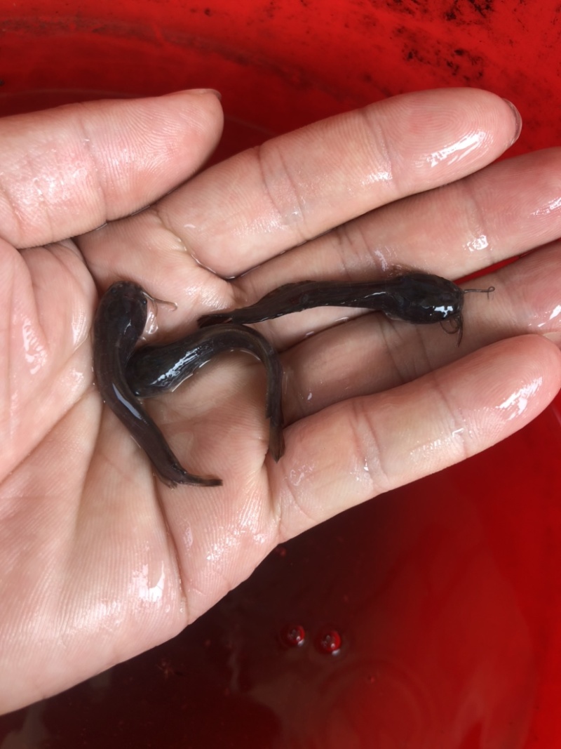 塘鲺正宗埃及大口鲶超大品种鲶鱼大种塘角鱼苗种