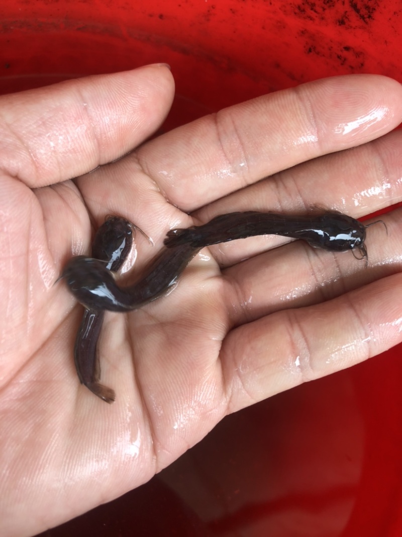 塘鲺正宗埃及大口鲶超大品种鲶鱼大种塘角鱼苗种