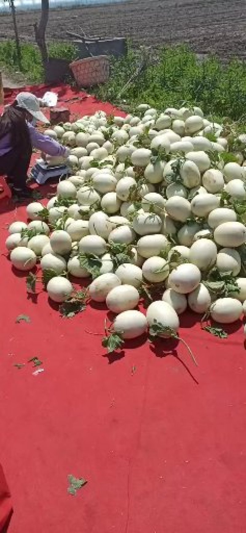上海南汇玉姑，净重十斤，3-5个一箱。果肉绿