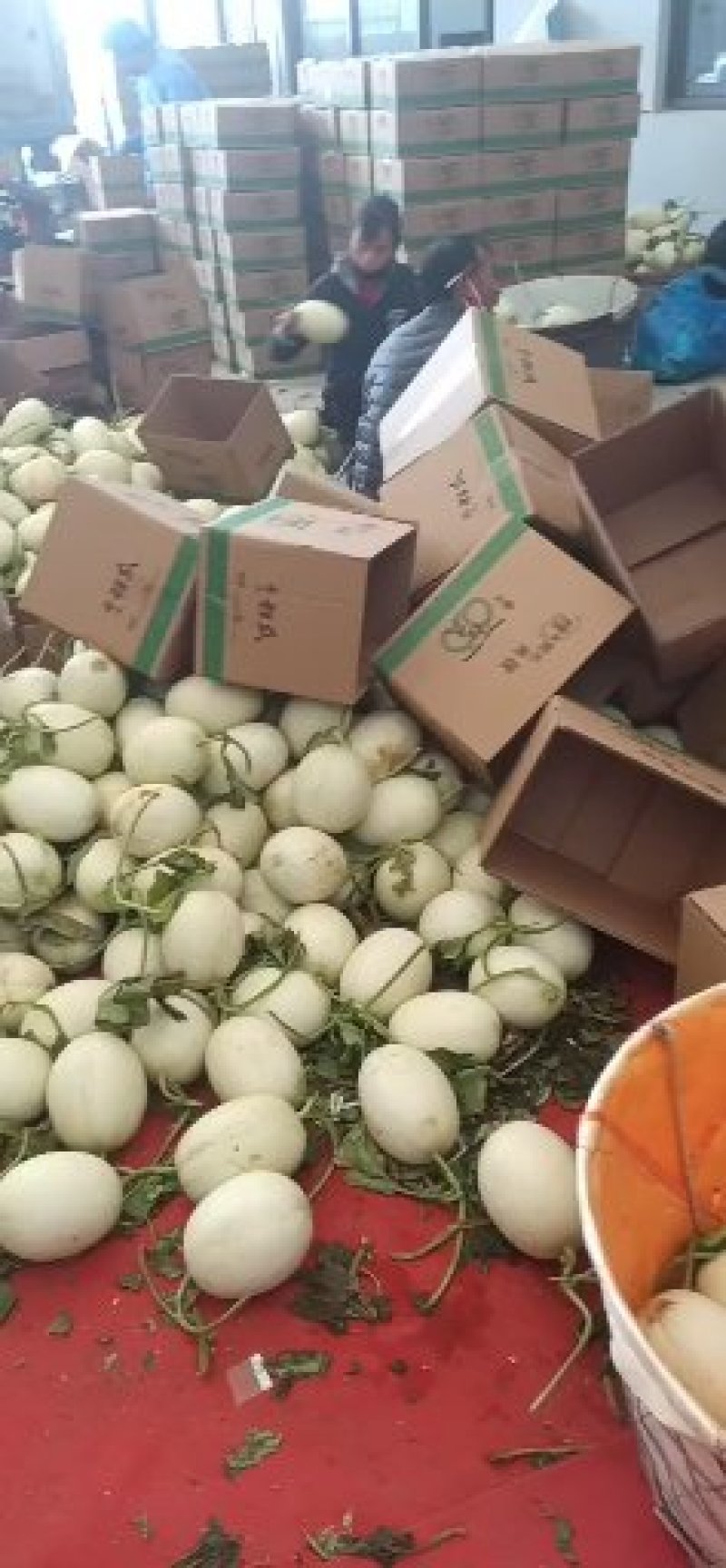 上海南汇玉姑，净重十斤，3-5个一箱。果肉绿