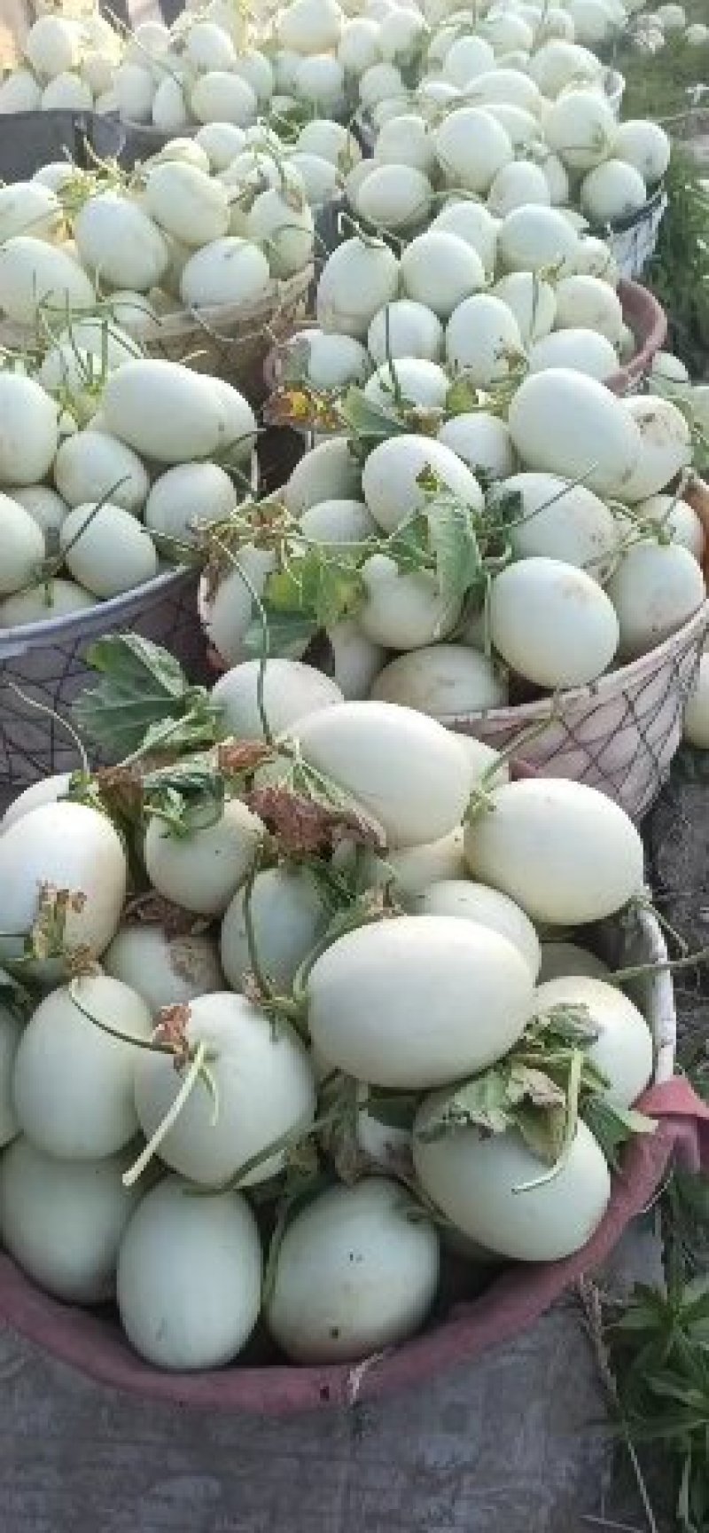 上海南汇玉姑，净重十斤，3-5个一箱。果肉绿