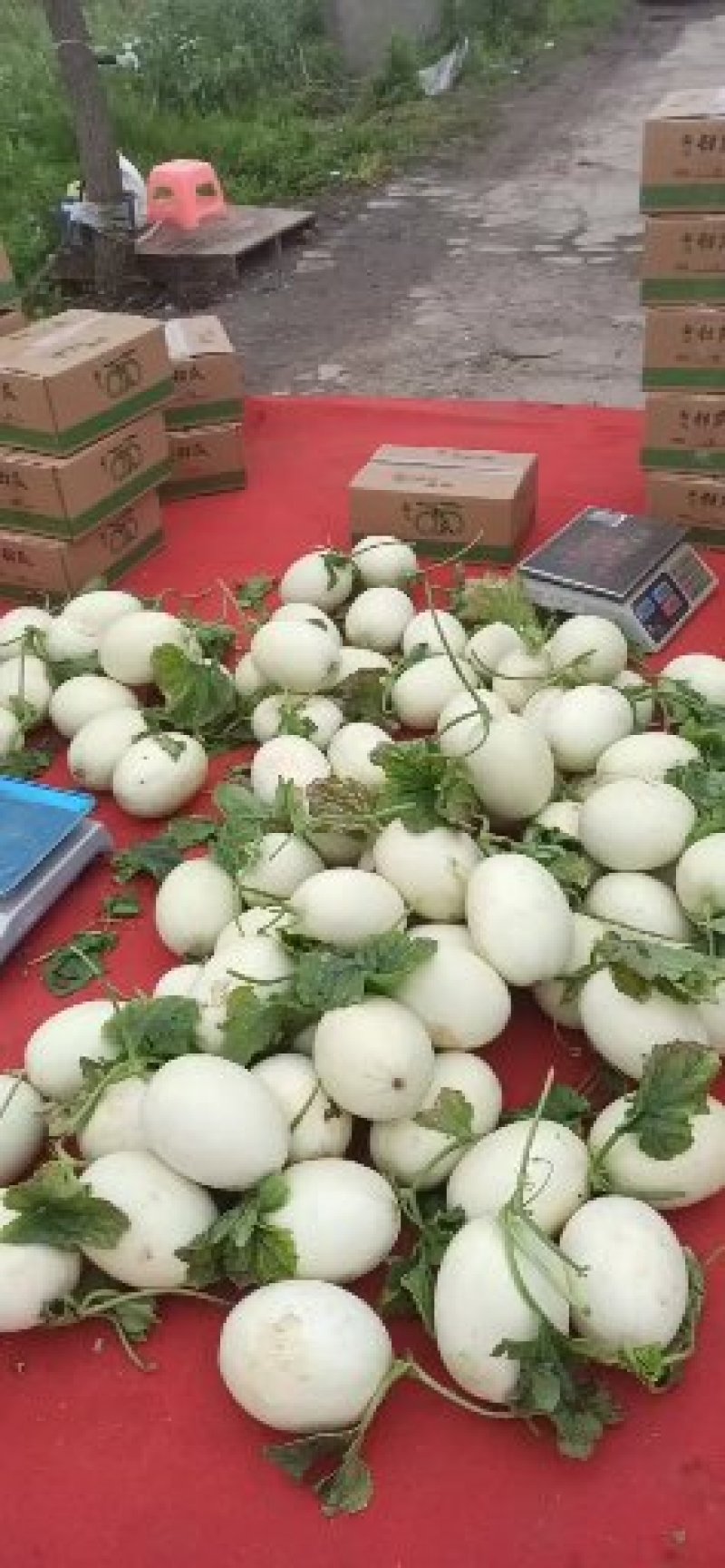 上海南汇玉姑，净重十斤，3-5个一箱。果肉绿