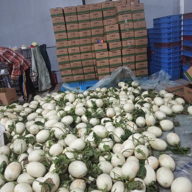 上海南汇玉姑，净重十斤，3-5个一箱。果肉绿