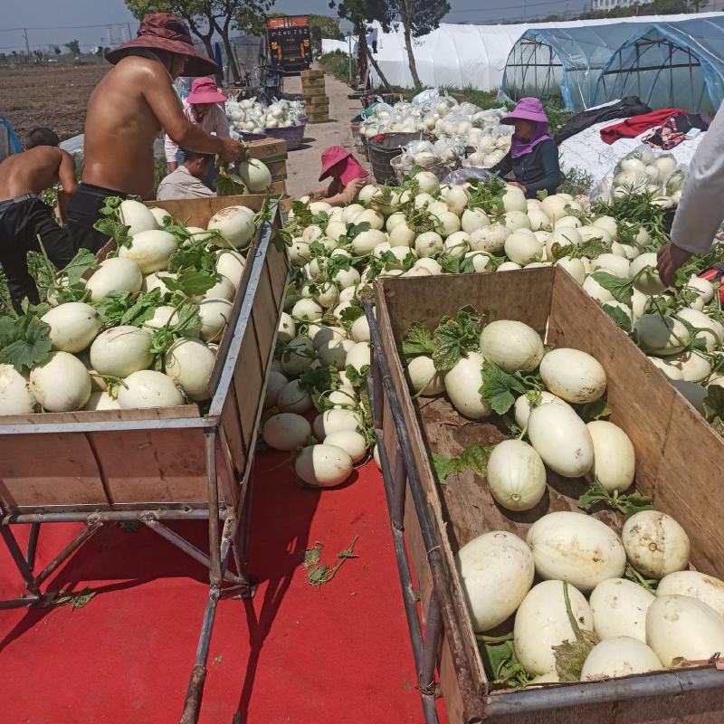 上海南汇玉姑，净重十斤，3-5个一箱。果肉绿