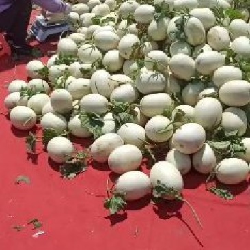 上海南汇玉姑，净重十斤，3-5个一箱。果肉绿