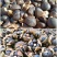 【转让】1300亩广西梧州藤县西江边油茶基地