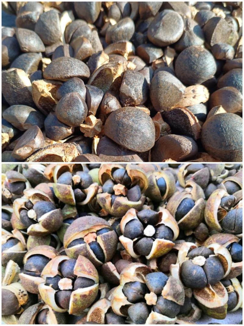 【转让】1300亩广西梧州藤县西江边油茶基地