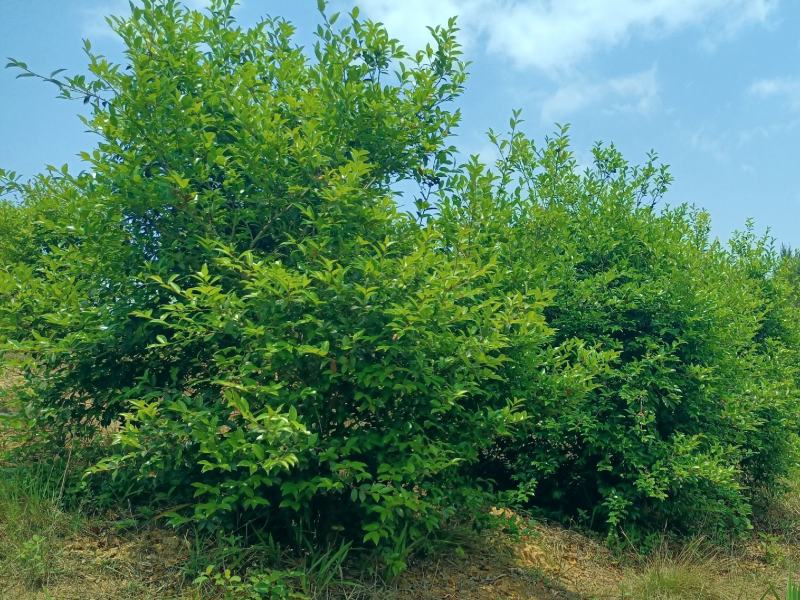 【转让】3000亩广西梧州藤县临江生态综合开发基地