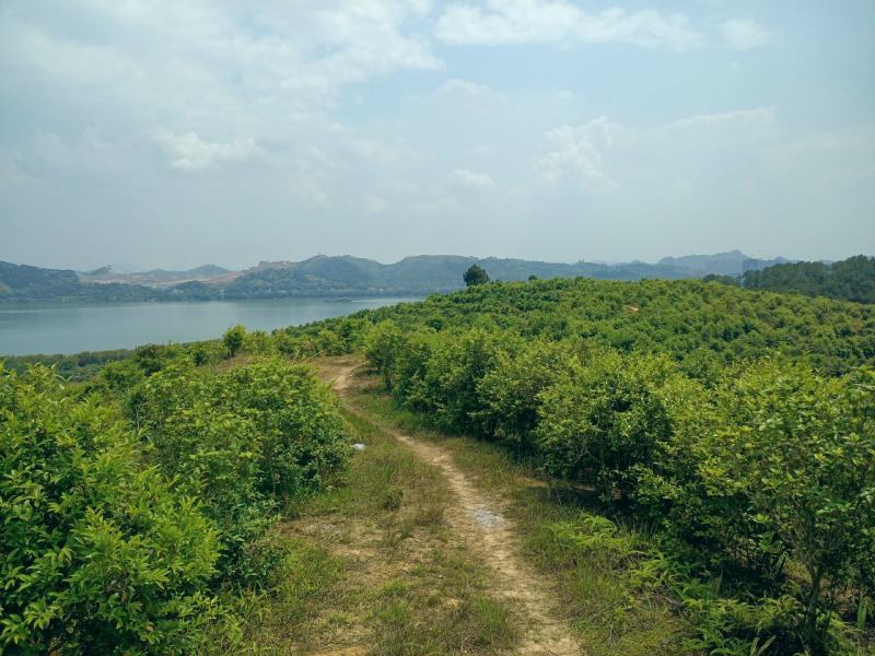 【转让】3000亩广西梧州藤县临江生态综合开发基地