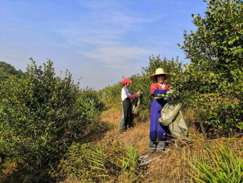 【转让】3000亩广西梧州藤县临江生态综合开发基地