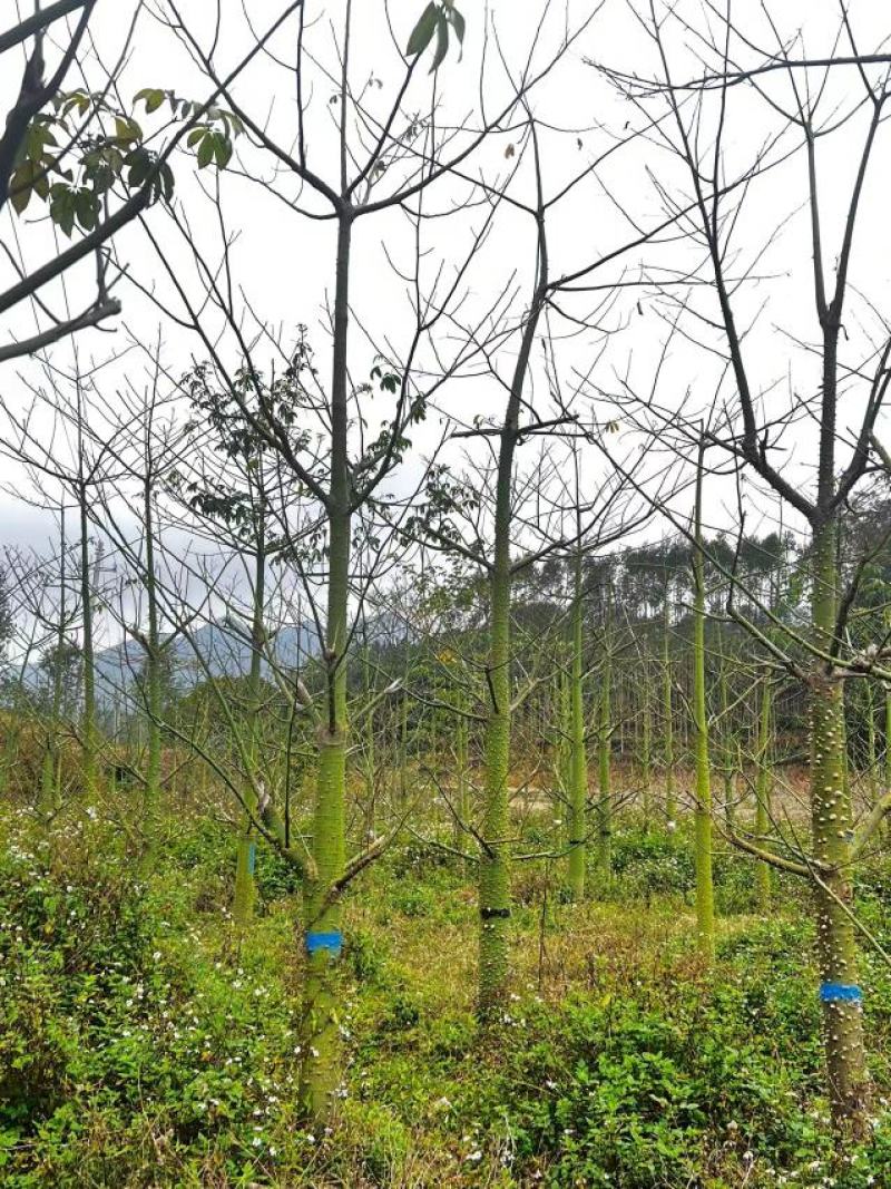 适合河提、公园、庭院、公路边绿化异木棉树