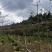 适合河提、公园、庭院、公路边绿化异木棉树
