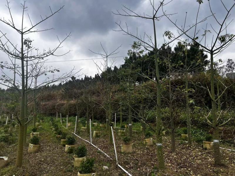 适合河提、公园、庭院、公路边绿化异木棉树