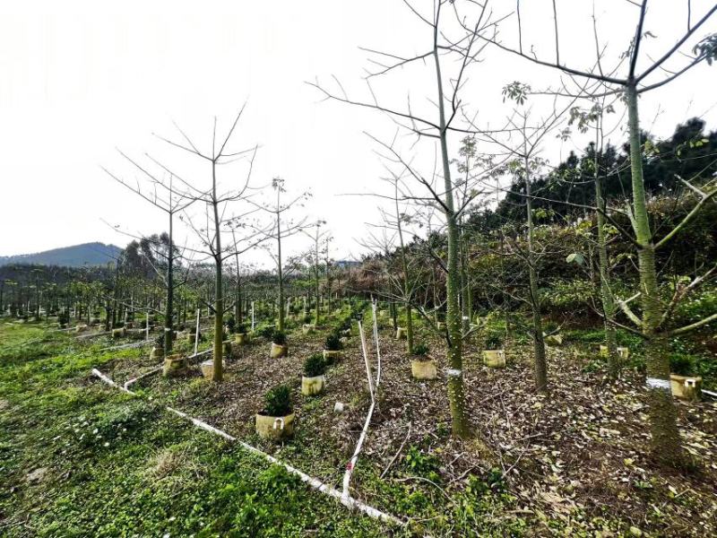 适合河提、公园、庭院、公路边绿化异木棉树