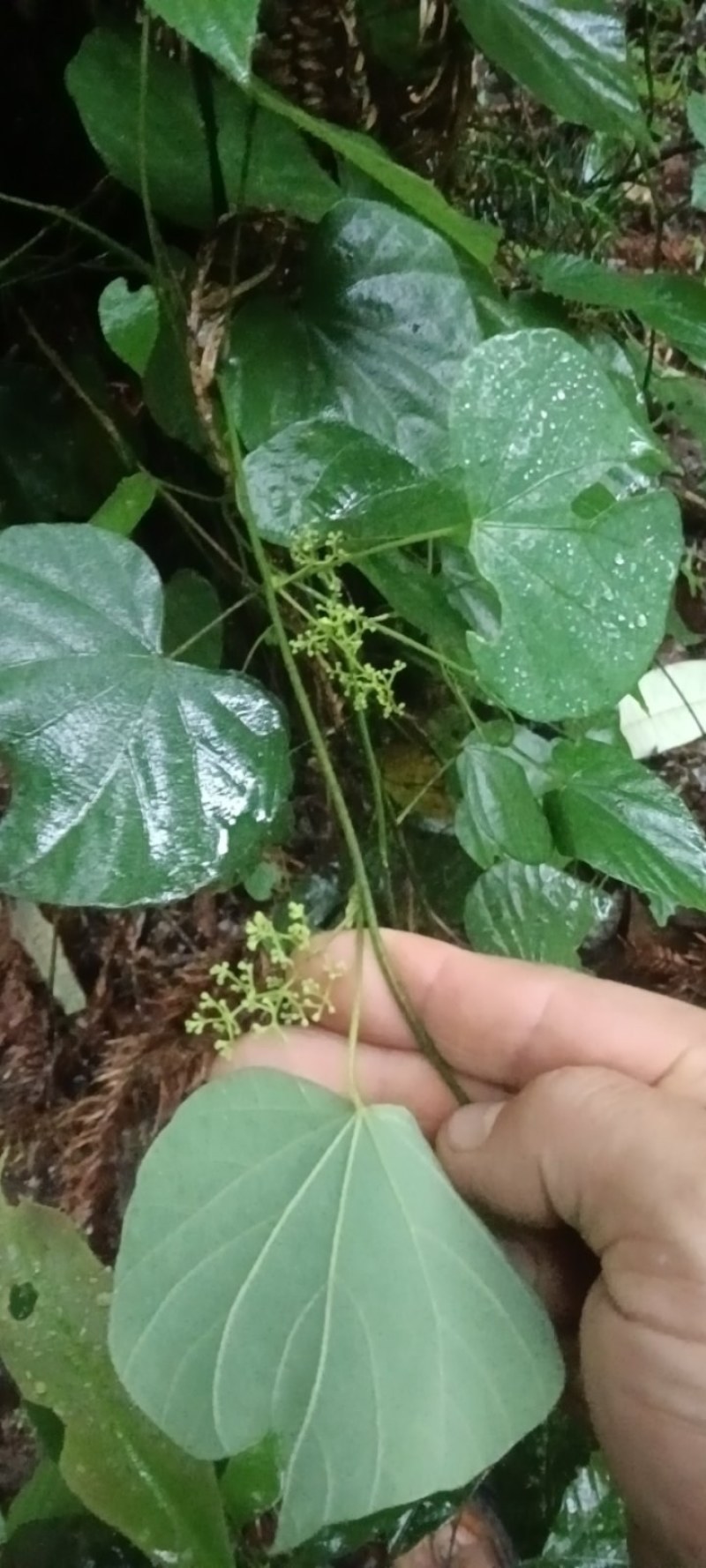 千金藤鲜货现采现卖品质保证来自大山的野生药材