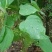 千金藤鲜货现采现卖品质保证来自大山的野生药材