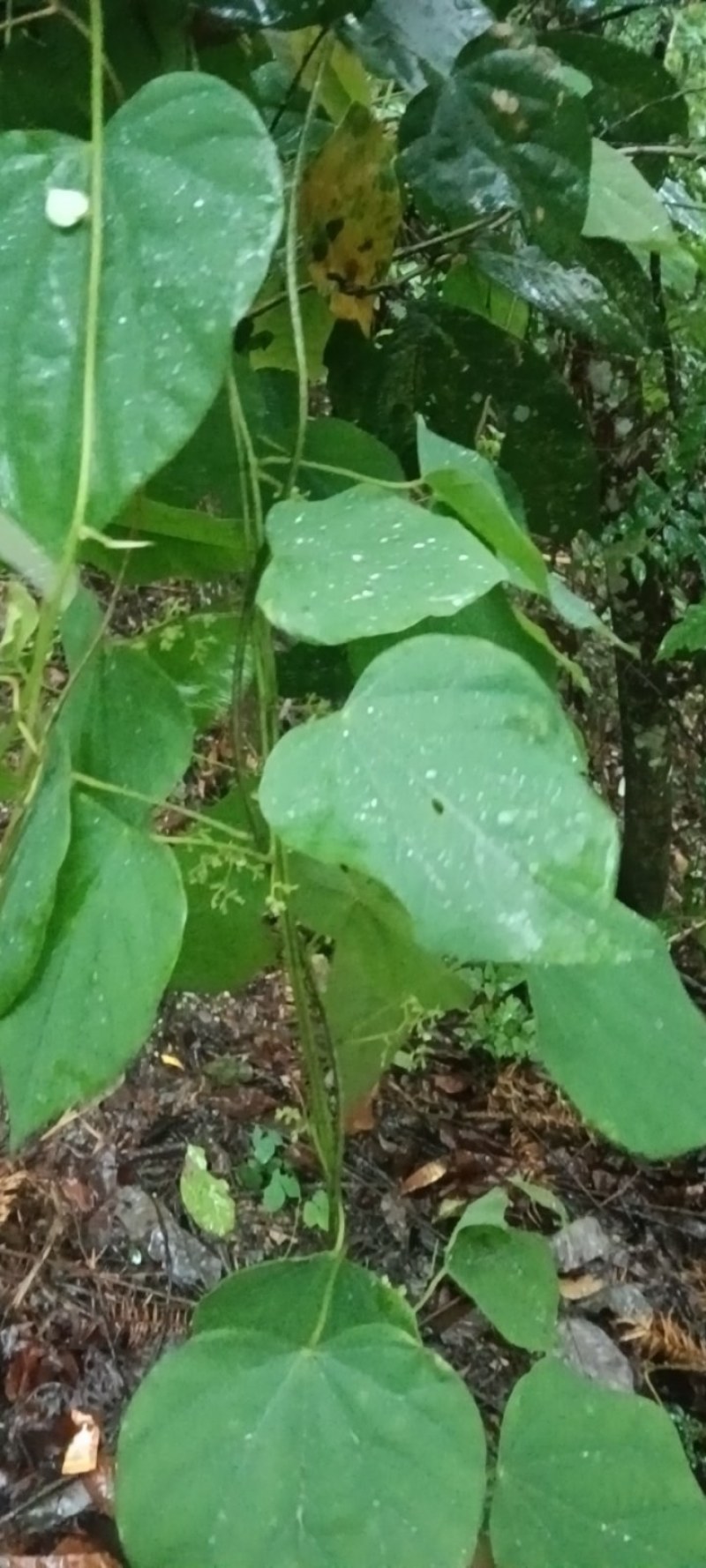 千金藤鲜货现采现卖品质保证来自大山的野生药材