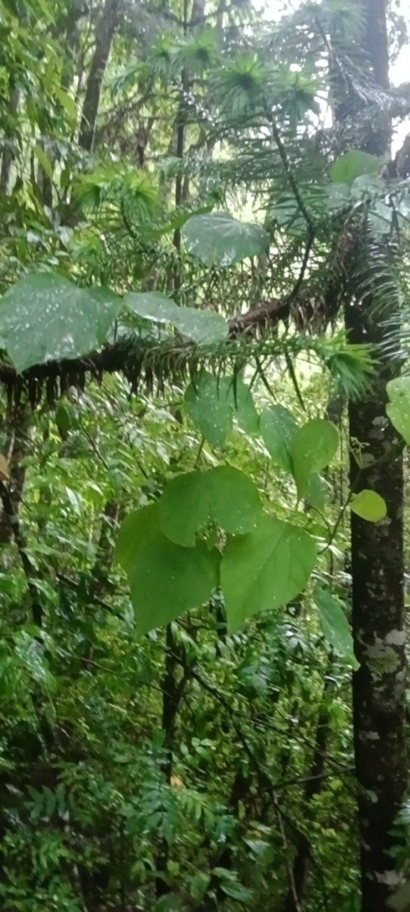 千金藤鲜货现采现卖品质保证来自大山的野生药材