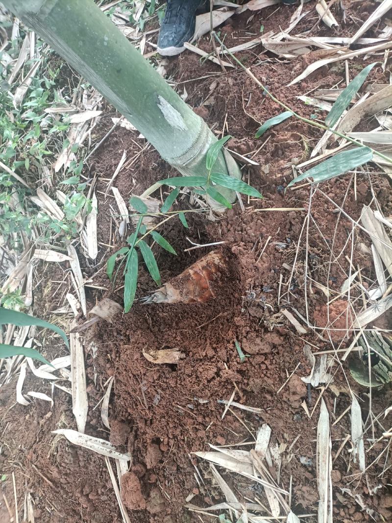 思茅甜笋精品优质甜竹笋货源充足量大从优，来电优惠