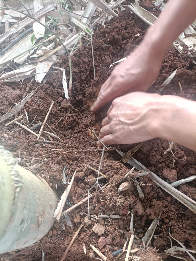 思茅甜笋精品优质甜竹笋货源充足量大从优，来电优惠