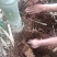 思茅甜笋精品优质甜竹笋货源充足量大从优，来电优惠