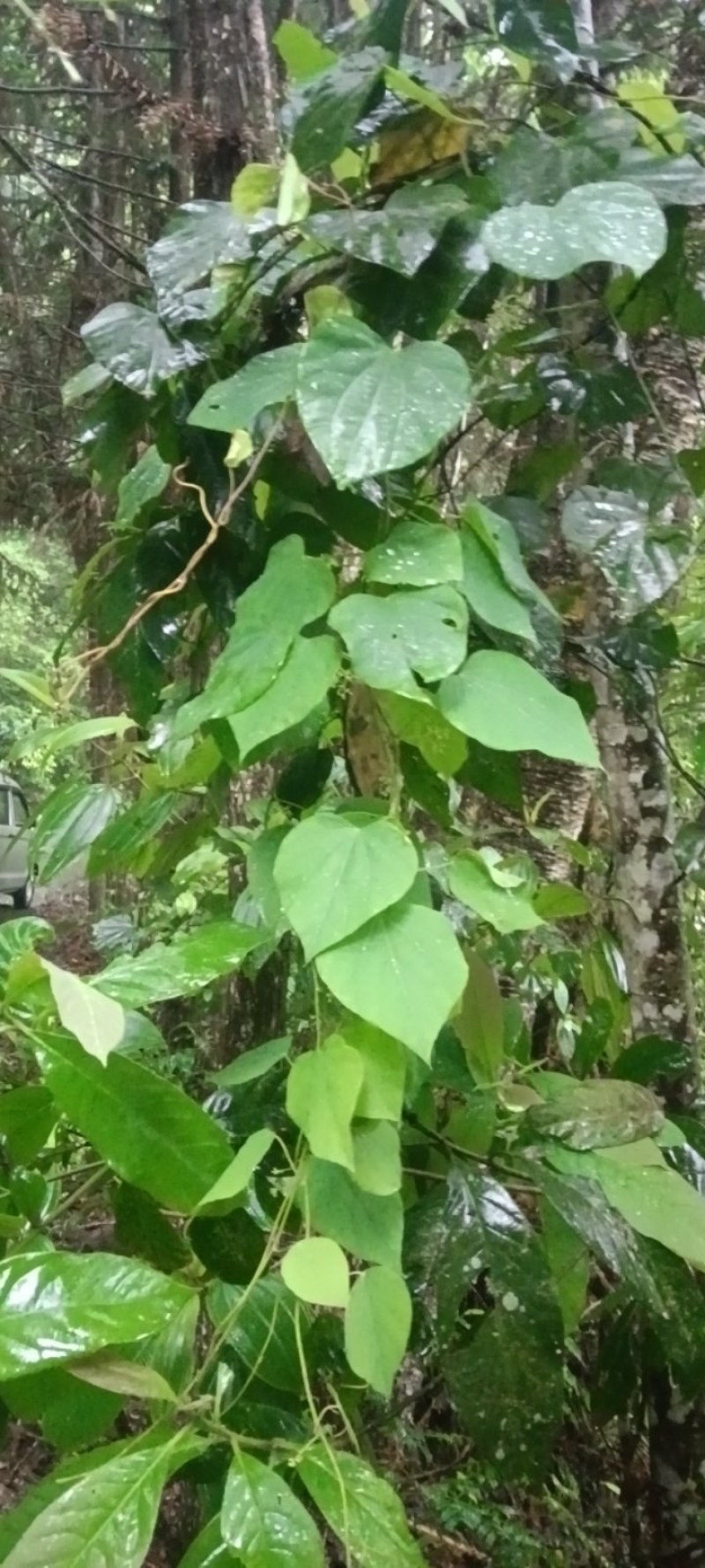 千金藤鲜货现采现卖品质保证来自大山的野生药材