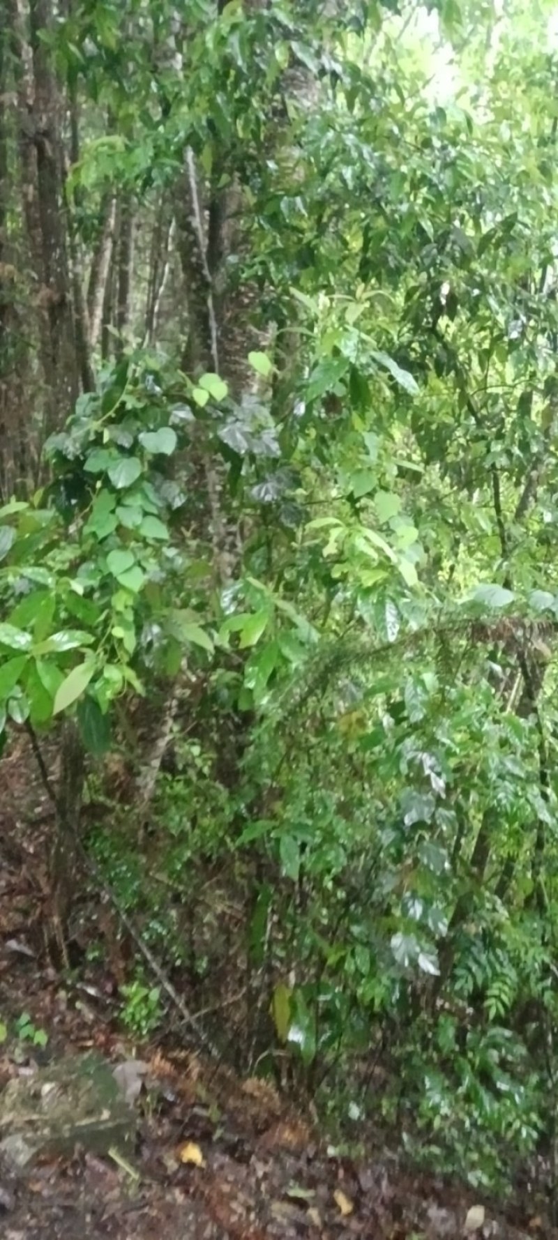 千金藤鲜货现采现卖品质保证来自大山的野生药材