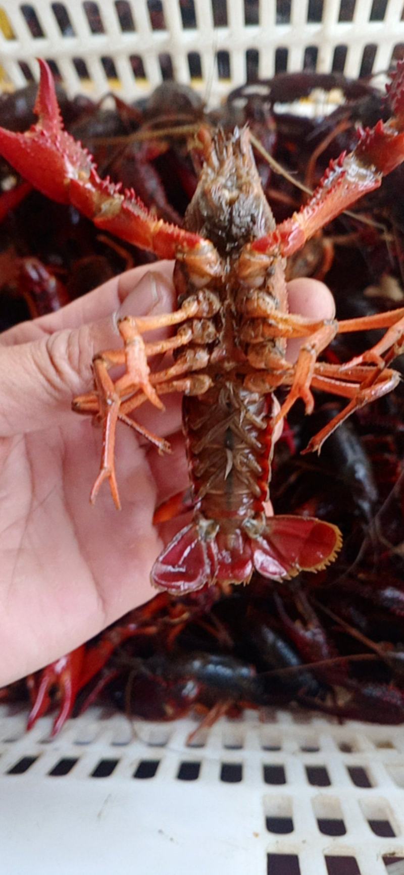 精品小龙虾洪湖小龙虾规格齐全肉质饱满底板干净来电