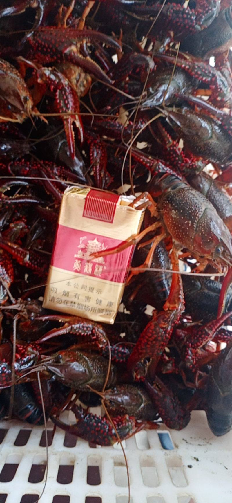 精品小龙虾洪湖小龙虾规格齐全肉质饱满底板干净来电