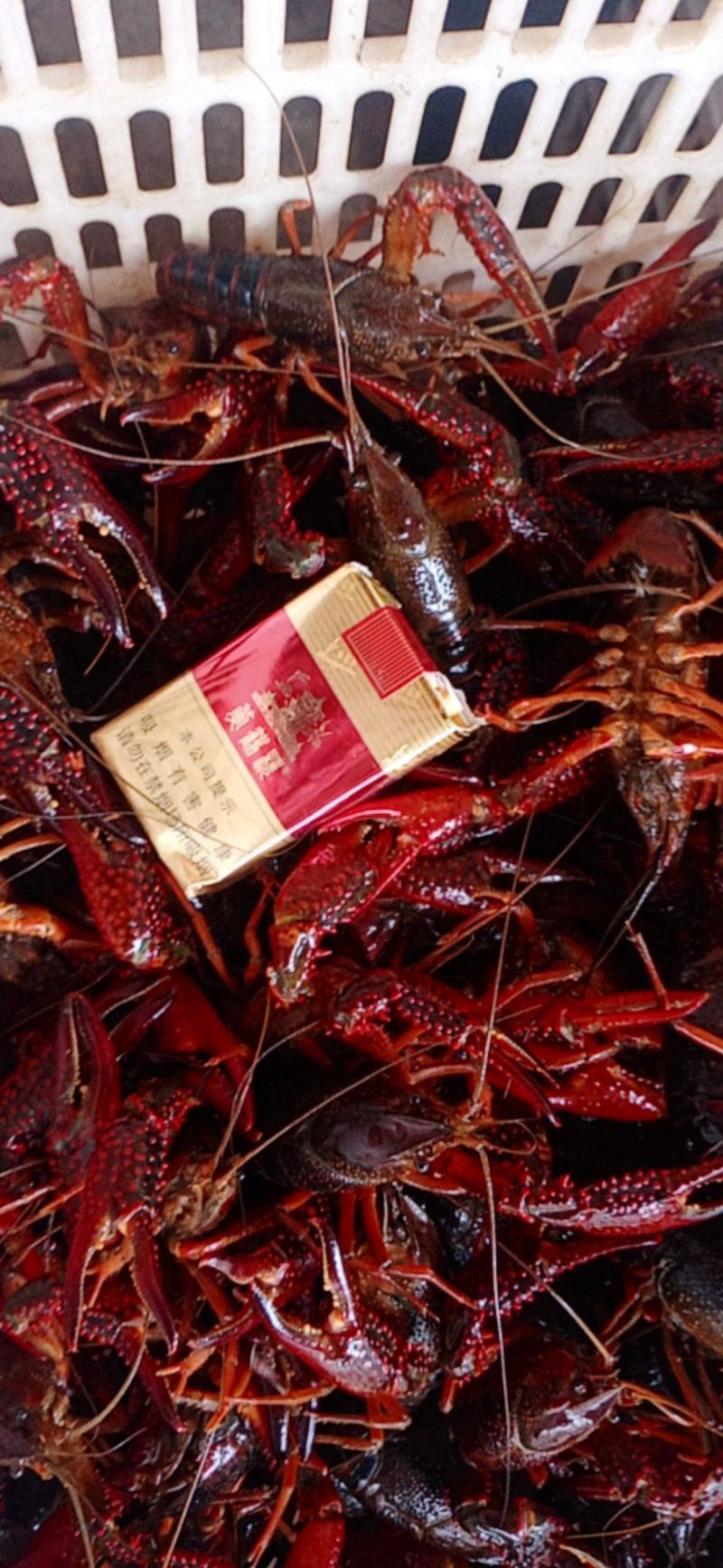 精品小龙虾洪湖小龙虾规格齐全肉质饱满底板干净来电