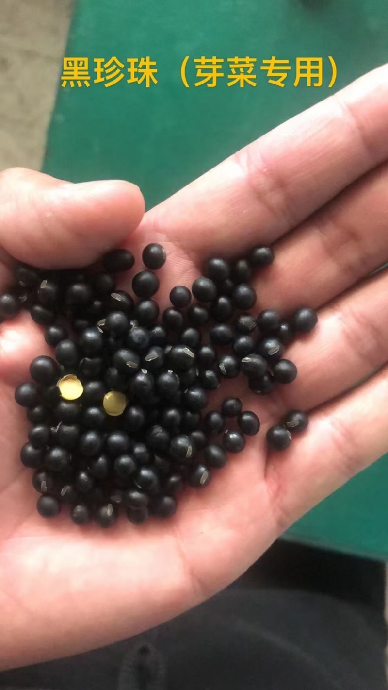 黑豆大量批发当季黑芽豆做豆苗用出芽率98%
