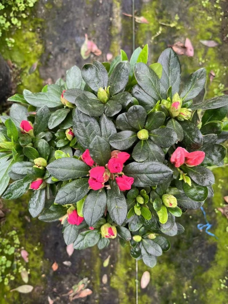 西洋杜鹃漳州毛杜鹃种植基地苗农一手货源充足低价直销批发