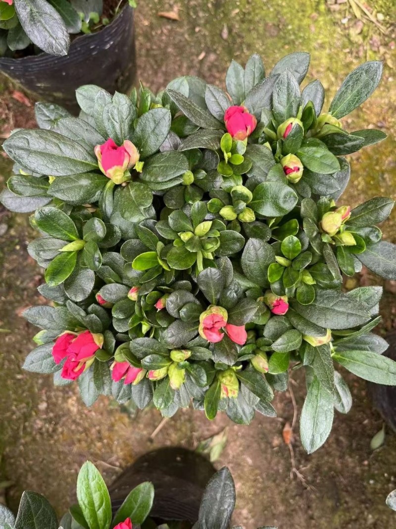 西洋杜鹃漳州毛杜鹃种植基地苗农一手货源充足低价直销批发