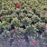 西洋杜鹃漳州毛杜鹃种植基地苗农一手货源充足低价直销批发