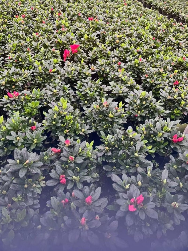 西洋杜鹃漳州毛杜鹃种植基地苗农一手货源充足低价直销批发