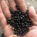 黑豆大量批发当季黑芽豆做豆苗用出芽率98%