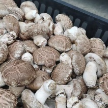 贵州深山香菇欢迎咨询