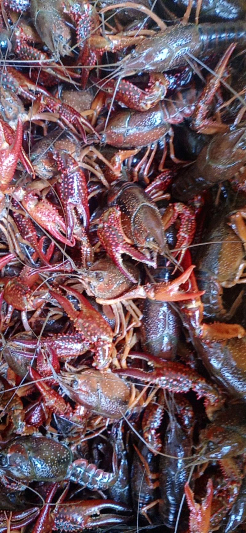 洪湖清水小龙虾肉质饱满量大从优，可视频看货选货