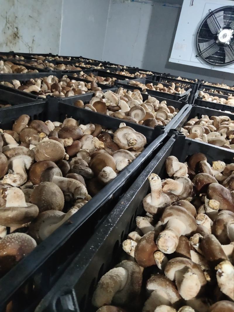 贵州深山香菇欢迎咨询