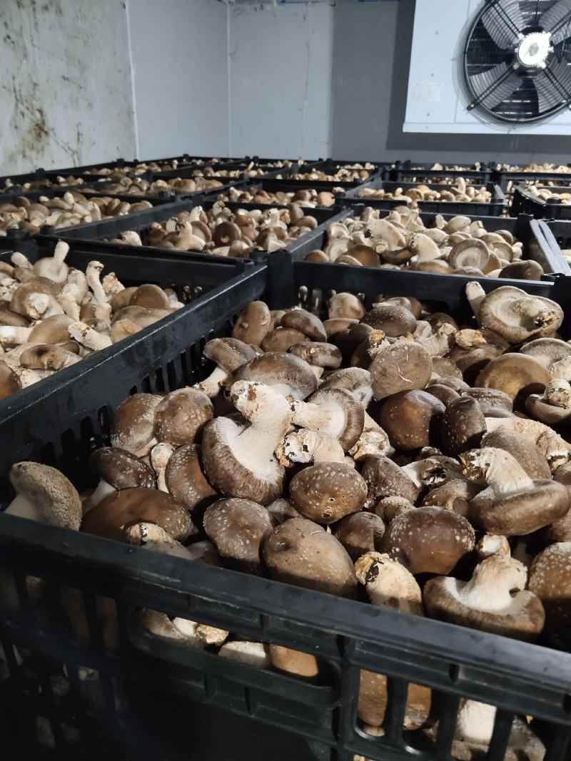 贵州深山香菇欢迎咨询