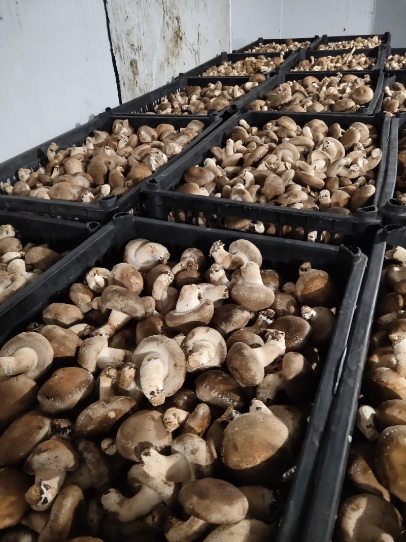 贵州深山香菇欢迎咨询