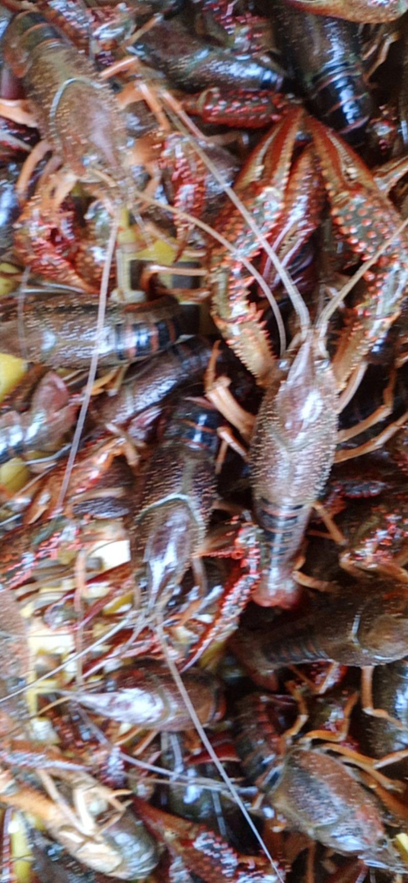 洪湖清水小龙虾肉质饱满量大从优，可视频看货选货