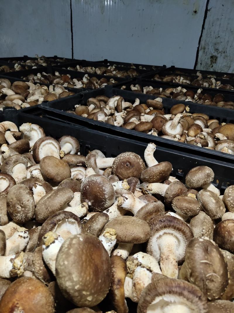贵州深山香菇欢迎咨询