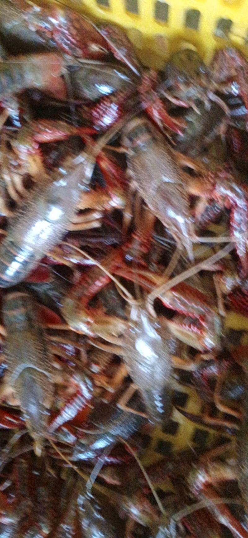 洪湖小龙虾中红大红特红底板干净肉质饱满，一手货源！