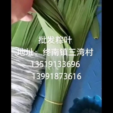 新鲜粽叶